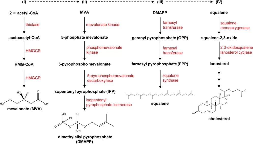 Cholesterol biosynthesis pathway showing mevalonate pathway steps from acetyl-CoA to cholesterol